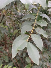 Ligustrum liukiuense