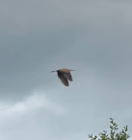 iNaturalist image