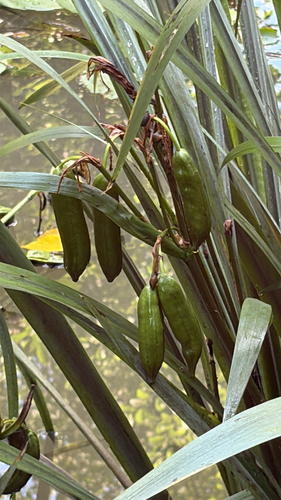 Наблюдение на iNaturalist