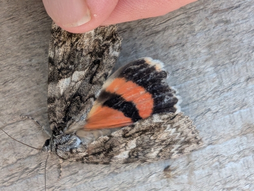 Meske's Underwing Moth photo 5