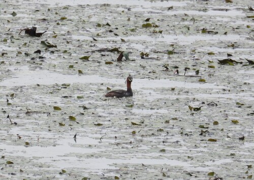 iNaturalist image