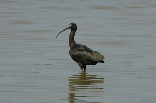 iNaturalist image