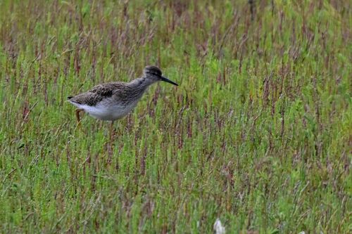 iNaturalist image