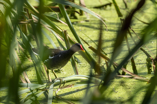 iNaturalist image