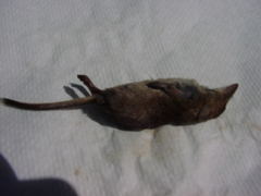 Sorex maritimensis