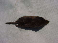 Sorex maritimensis