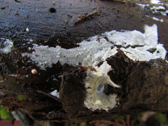 Tomentellopsis echinospora