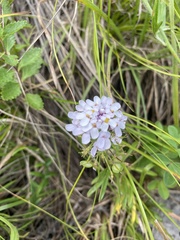 Iberis simplex, photograph (c) Илья Руденко, some rights reserved (CC BY)