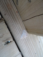 Zanclognatha protumnusalis