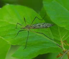 Tipula scripta