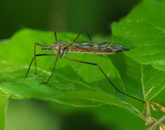 Tipula scripta
