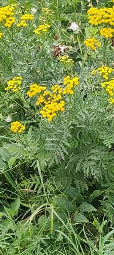 tansy