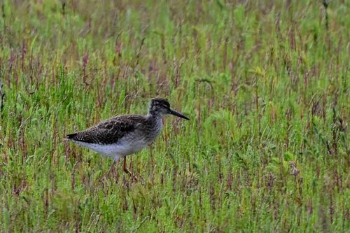 iNaturalist image