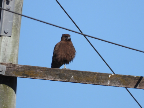 Brown Falcon