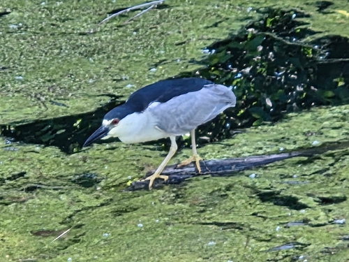 iNaturalist image