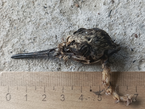 iNaturalist image