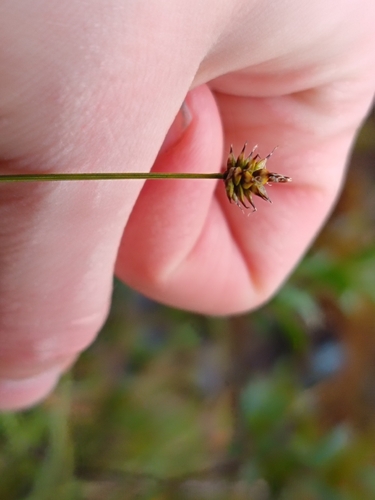Carex capitata observed 2026-07-27