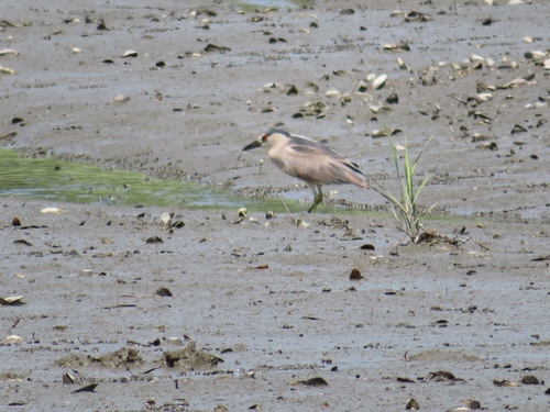 iNaturalist image