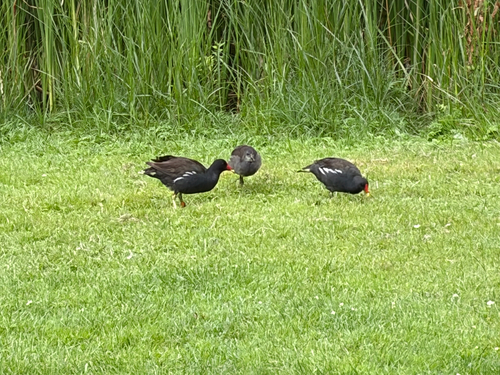 iNaturalist image