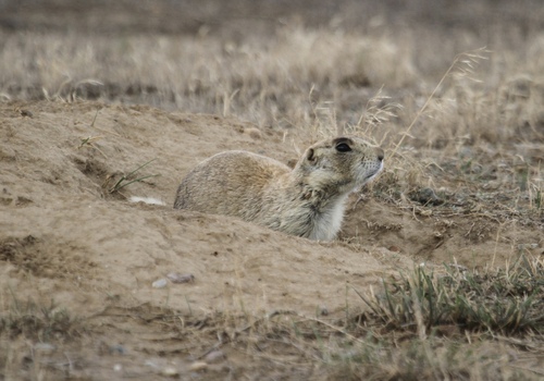 White-tailed Prairie Dog