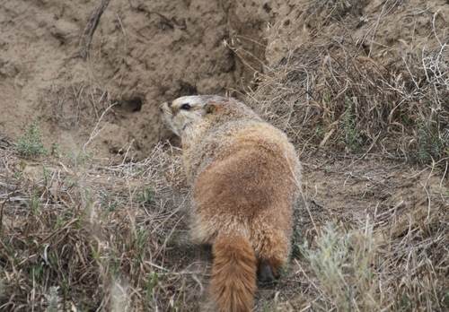Yellow-bellied Marmot