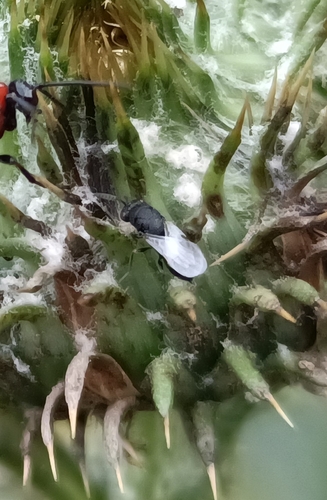 Eurytoma robusta