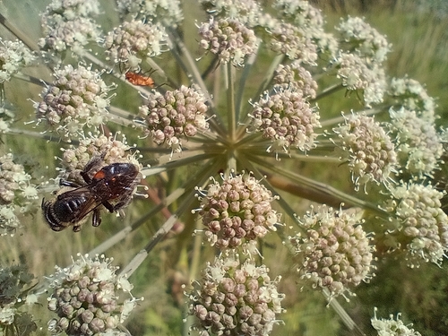 Perkins' Mining Bee