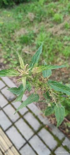 great stinging nettle
