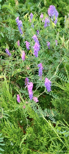 tufted vetch