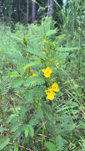 partridge pea