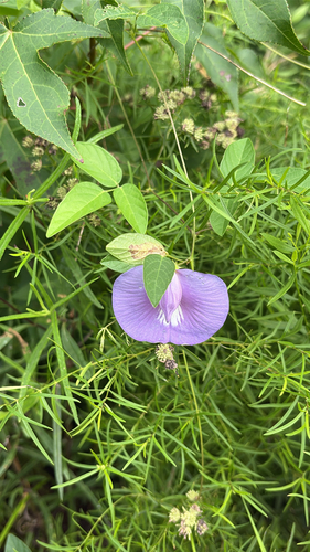 butterfly pea
