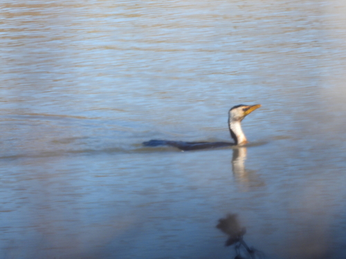 Little Pied Cormorant