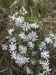 Phlox bifida