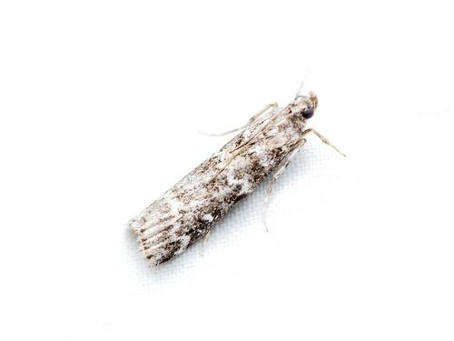 Spruce Coneworm Moth photo 4