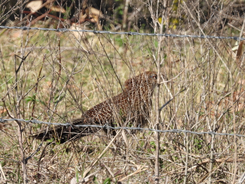 Pheasant Coucal