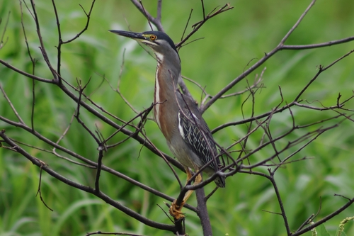 iNaturalist image