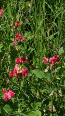 Lathyrus rotundifolius, photograph author not stated, no rights reserved