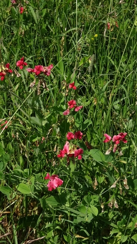Lathyrus rotundifolius, photograph 3