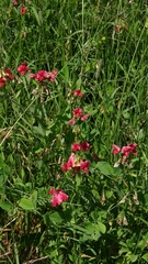 Lathyrus rotundifolius, photograph author not stated, no rights reserved
