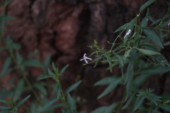 Andrographis paniculata, photograph (c) Aparna, some rights reserved (CC BY)