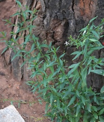 Andrographis paniculata, photograph (c) Aparna, some rights reserved (CC BY)