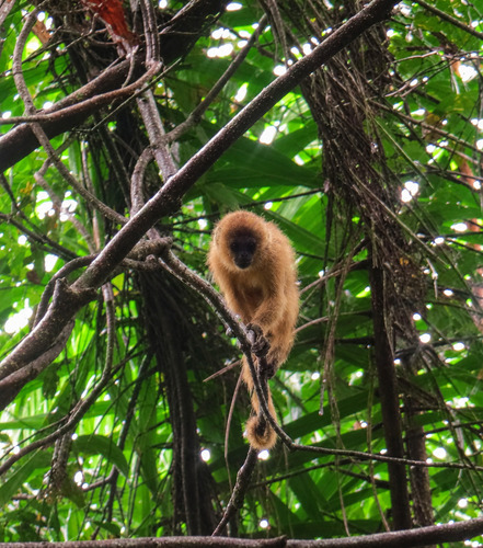 Blond Capuchin