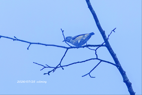 Fire-breasted Flowerpecker