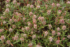 Polygonum paronychia, photograph (c) Kerstin Reifenrath, some rights reserved (CC BY)