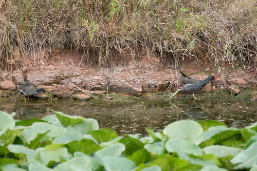 iNaturalist image