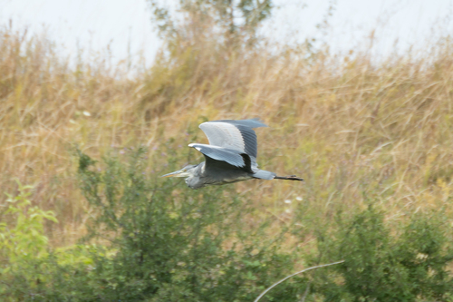 iNaturalist image