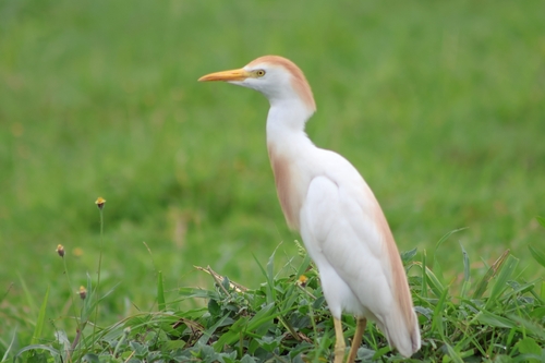 iNaturalist image