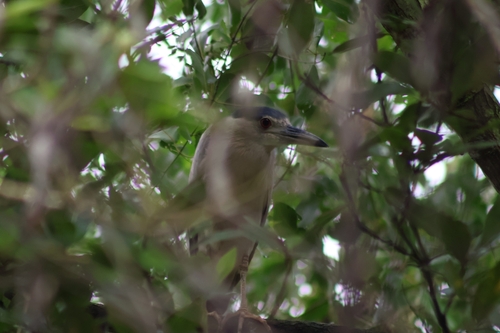 iNaturalist image
