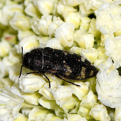 Acmaeodera idahoensis