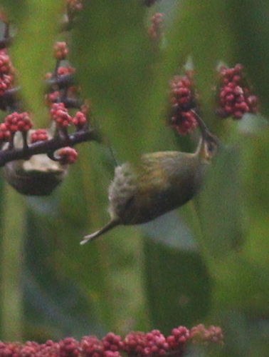 Macleay's Honeyeater (Xanthotis macleayanus), photo 4